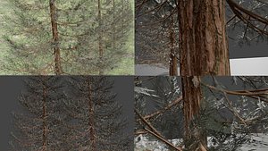 3D Set of realistic fir trees