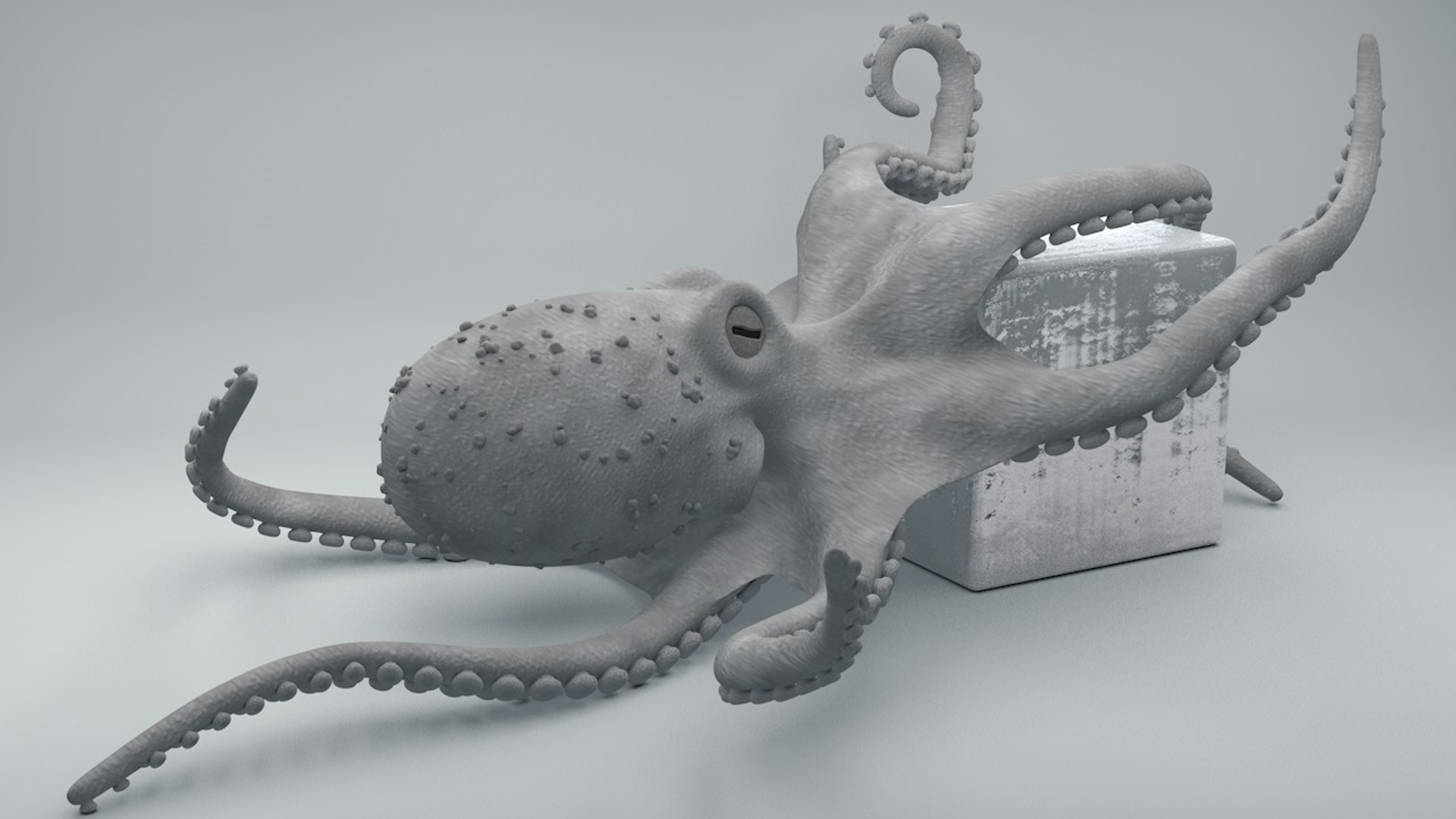 3D Model Octopus - TurboSquid 1340127