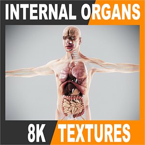 human internal organs - 3d model