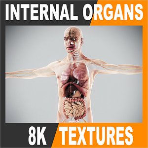 Human Male Internal Organs Anatomy