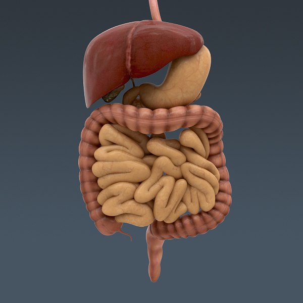 human internal organs - 3d model