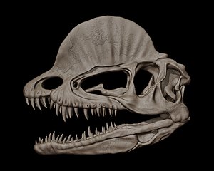3D model Dilophosaurus Skull