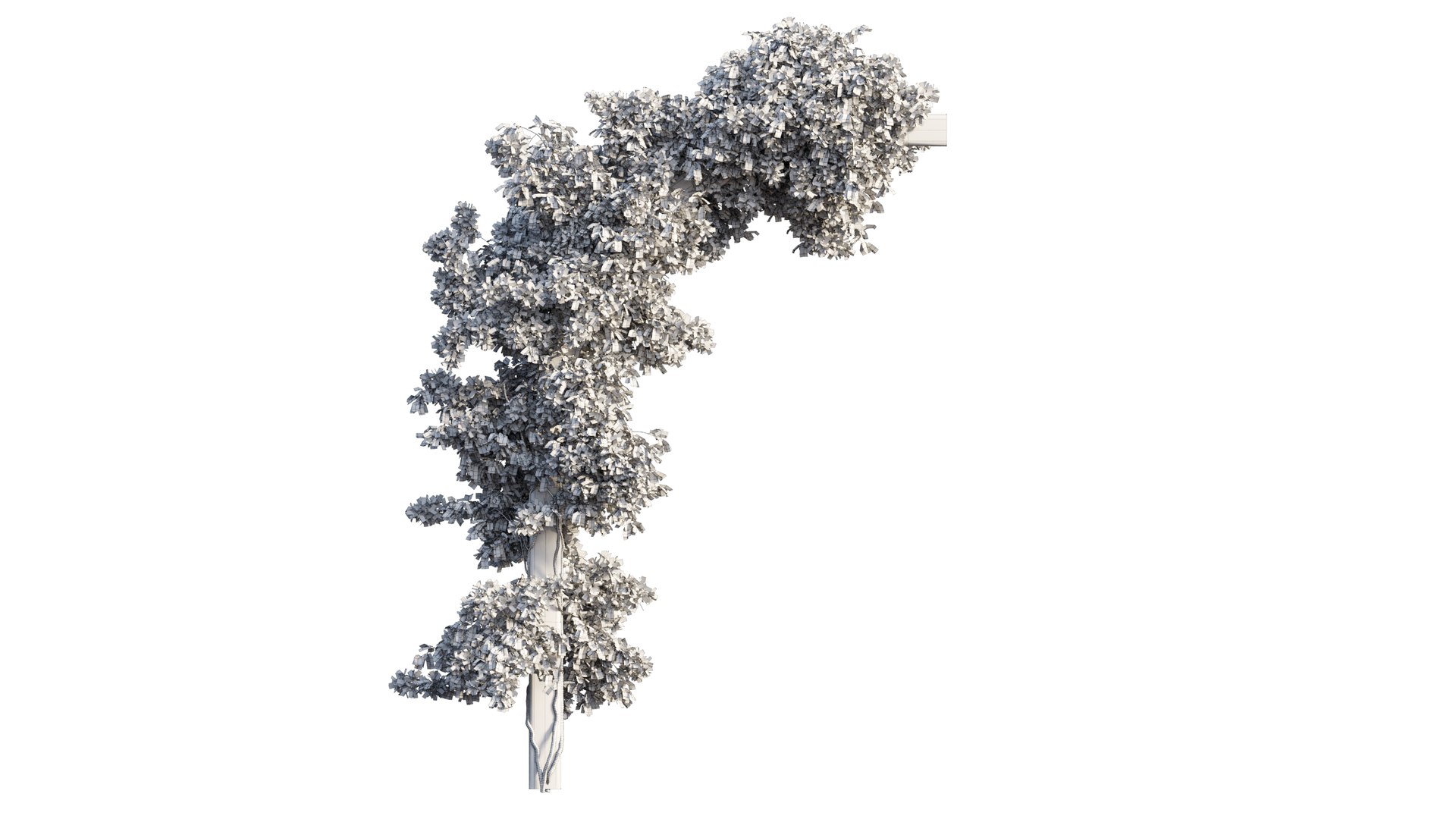 3D Bougainvillea plant set 27 https://p.turbosquid.com/ts-thumb/yr/TXENzL/BM/4_interactivelightmix/png/1641204761/1920x1080/fit_q87/4f2682d32a89036f1643d59956515ea0d51e00a3/4_interactivelightmix.jpg