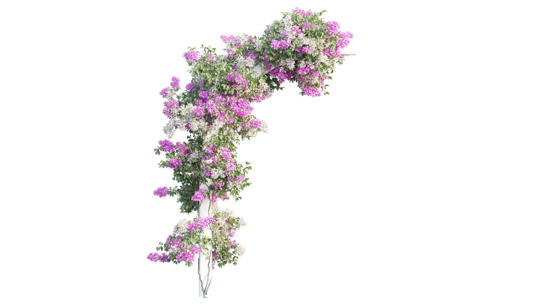 3D Bougainvillea plant set 27 https://p.turbosquid.com/ts-thumb/yr/TXENzL/OM/2/png/1641204758/1920x1080/fit_q87/74ca46ac8d86765f95914472b51f67788fa8e917/2.jpg