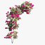 Ensemble de plantes de bougainvilliers 27