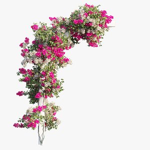 Bougainvillea plant set 27