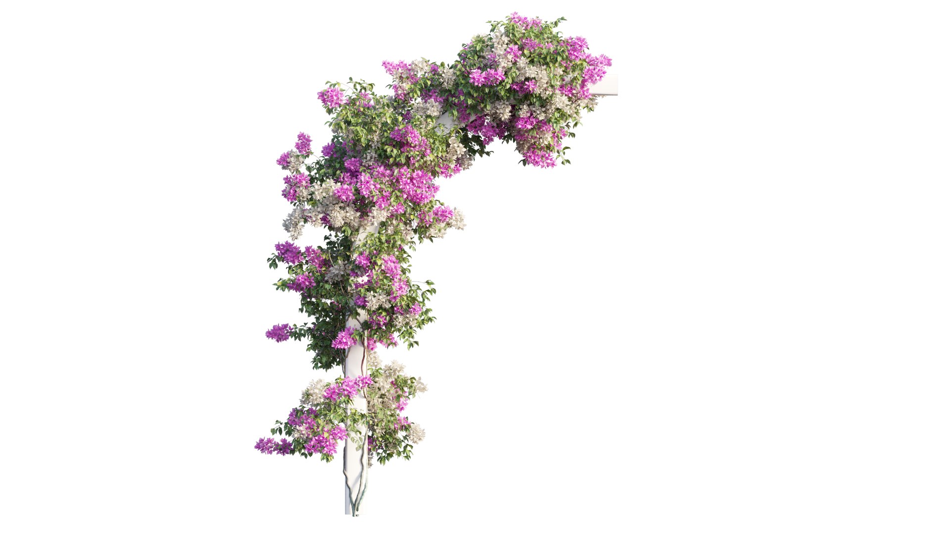 3D Bougainvillea plant set 27 https://p.turbosquid.com/ts-thumb/yr/TXENzL/jZ/2_interactivelightmix/png/1641204759/1920x1080/fit_q87/cd7ec5fc532fef3b8771a7a3fb28e53f7712079e/2_interactivelightmix.jpg