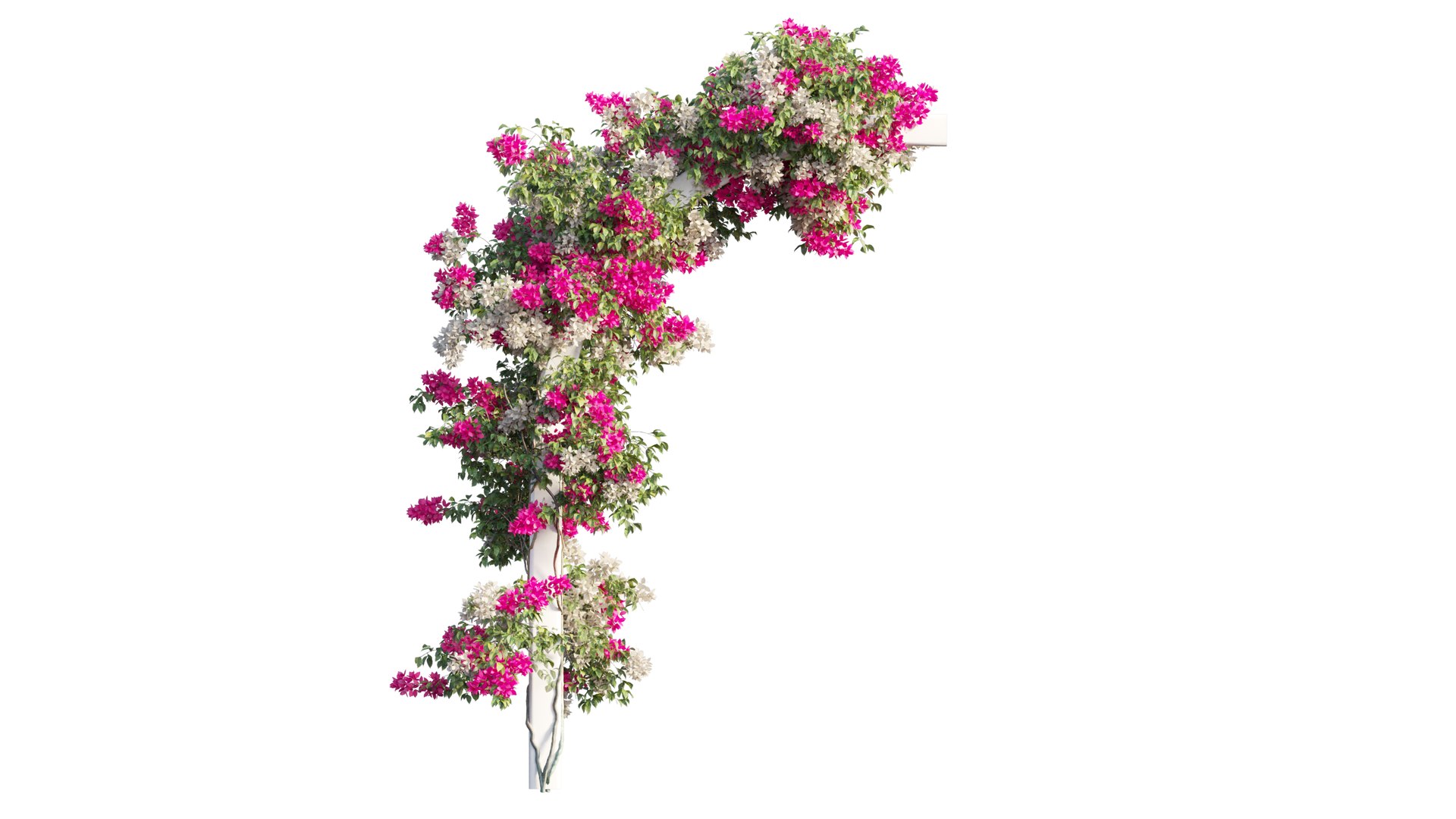 3D Bougainvillea plant set 27 https://p.turbosquid.com/ts-thumb/yr/TXENzL/vx/3_interactivelightmix/png/1641204760/1920x1080/fit_q87/ff81bf35284df5e2979725fca10333cd1fda55b9/3_interactivelightmix.jpg