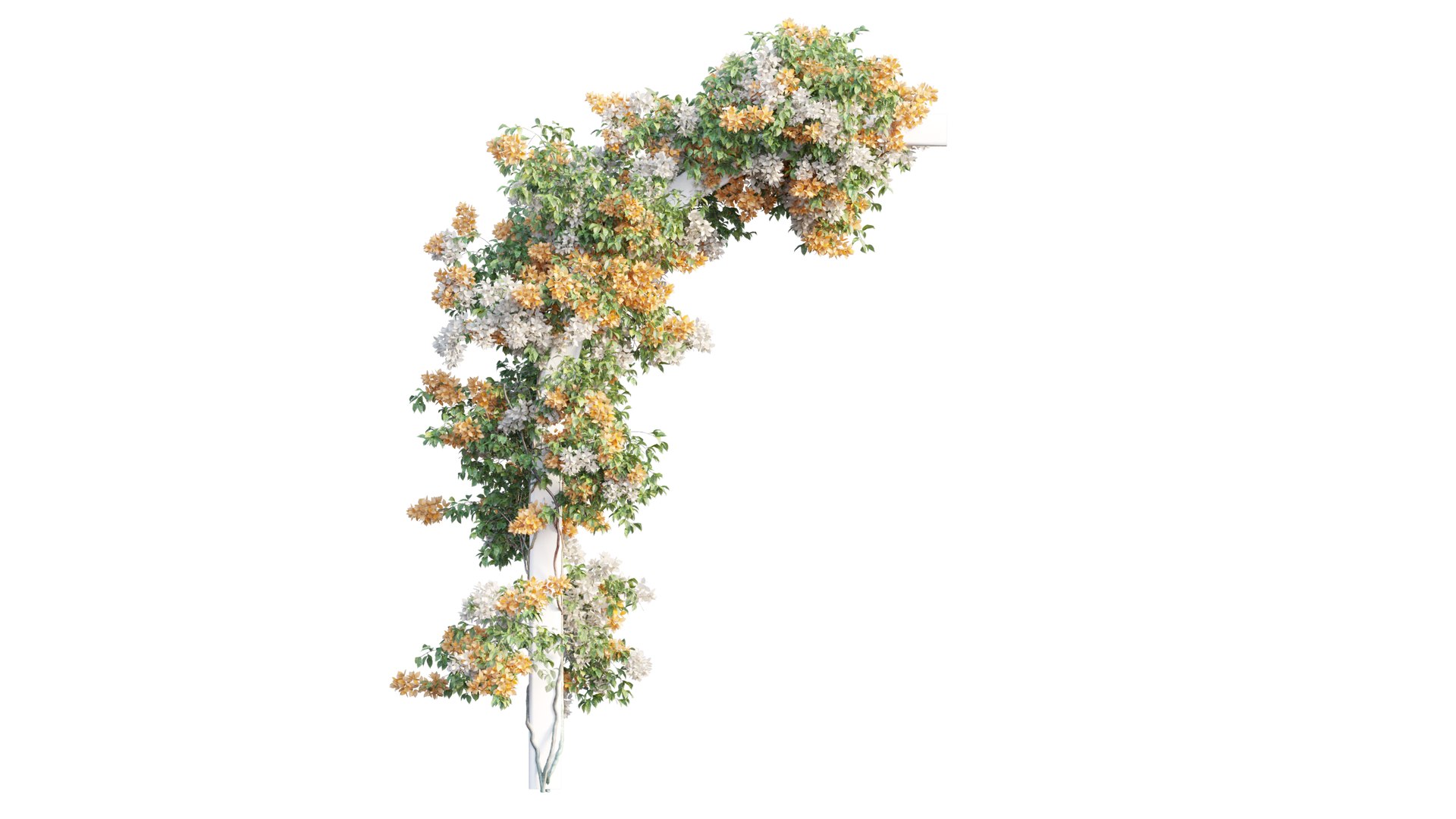 3D Bougainvillea plant set 27 https://p.turbosquid.com/ts-thumb/yr/TXENzL/w1/1/png/1641204757/1920x1080/fit_q87/6ffefda15773255a6dc714857b85439059e1b99c/1.jpg
