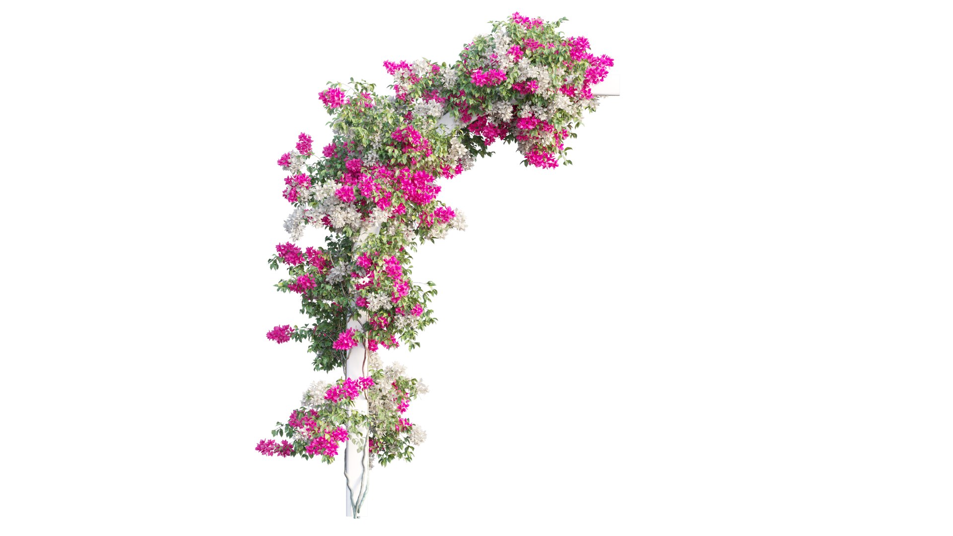 3D Bougainvillea plant set 27 https://p.turbosquid.com/ts-thumb/yr/TXENzL/z4/3/png/1641204760/1920x1080/fit_q87/09478eb2c89d4b18c4293fb6d6c6b4cfe06a0a53/3.jpg
