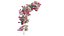 Ensemble de plantes de bougainvilliers 27