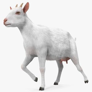White Goat Walking Fur 3D