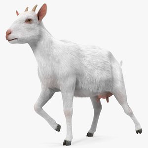 White Goat Walking Fur