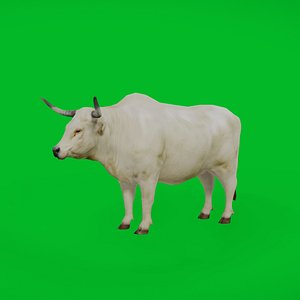 Bullock Ox Cattle 3D
