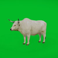 Bullock Ox Cattle