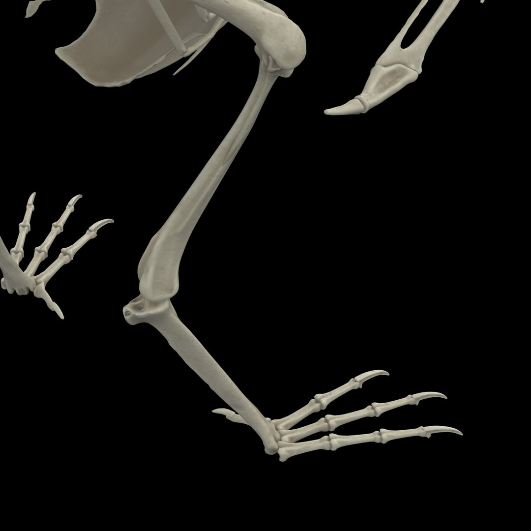 3D Raven Model - TurboSquid 2106395