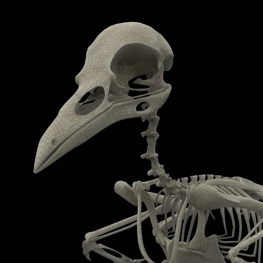 3D Raven Model - TurboSquid 2106395