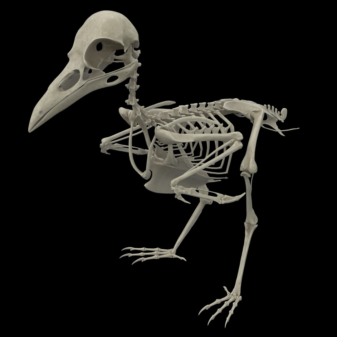 3D Raven Model - TurboSquid 2106395