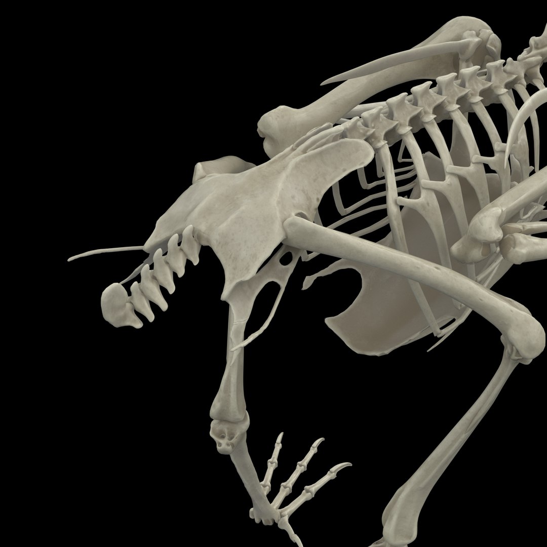 3D Raven Model - TurboSquid 2106395