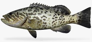 Gag Grouper