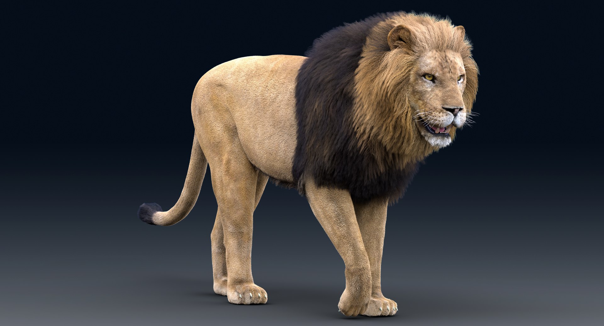 3D Lion Rigged Fur 1 Model - TurboSquid 1430848