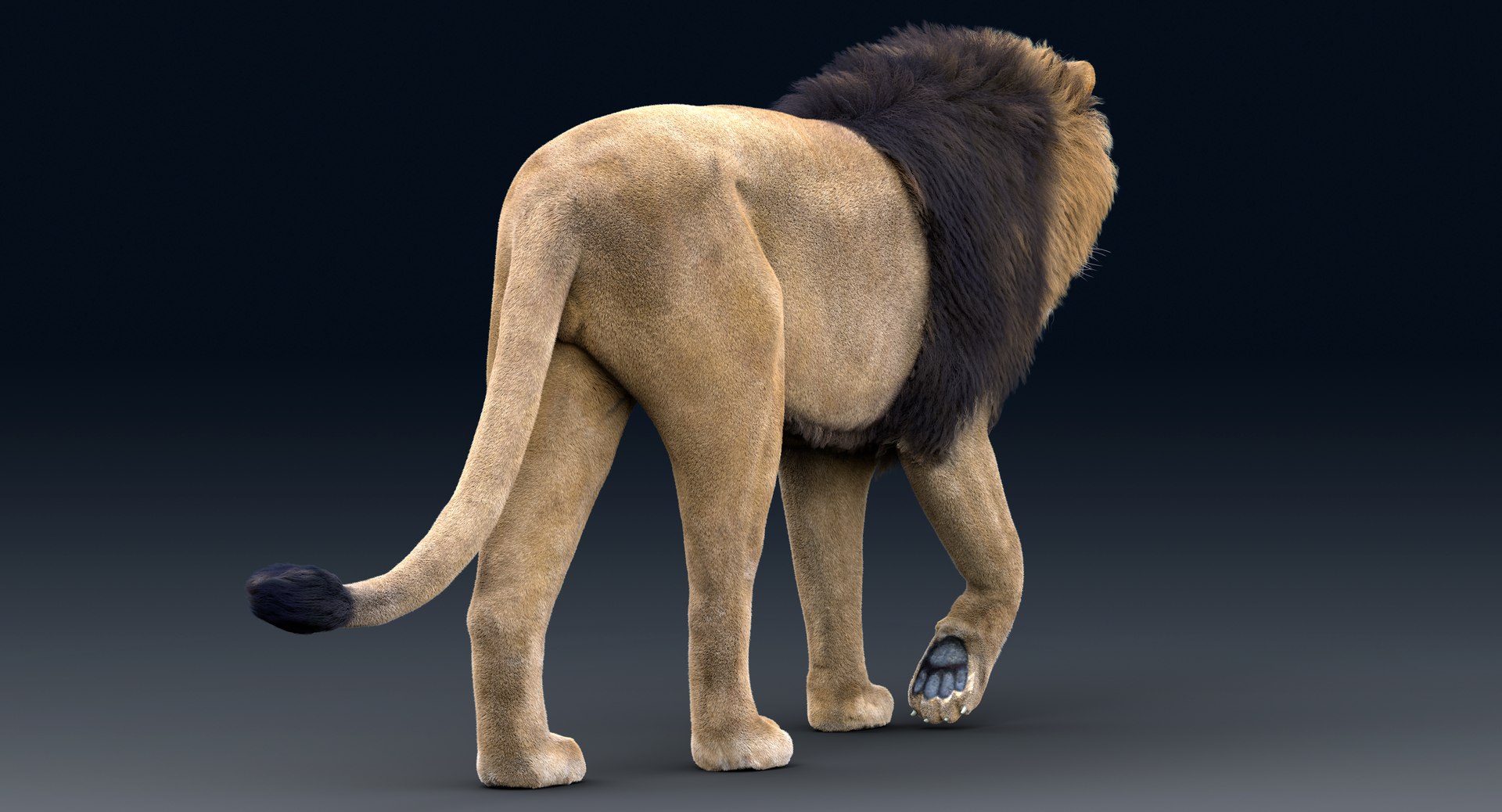 3D lion rigged fur 1 model - TurboSquid 1430848