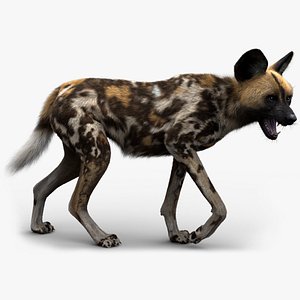 Wild Dog FUR Rigged 3D
