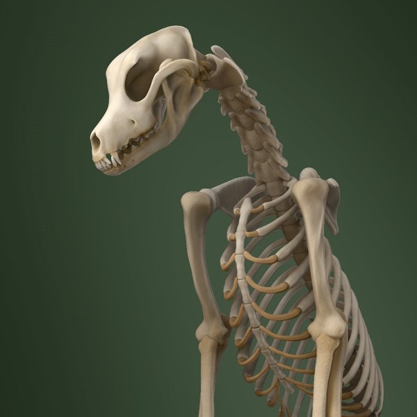 3D dog skeleton anatomy animal - TurboSquid 1474919