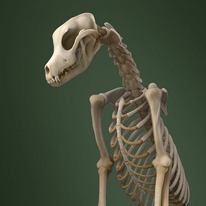 Dog Skeleton Textured