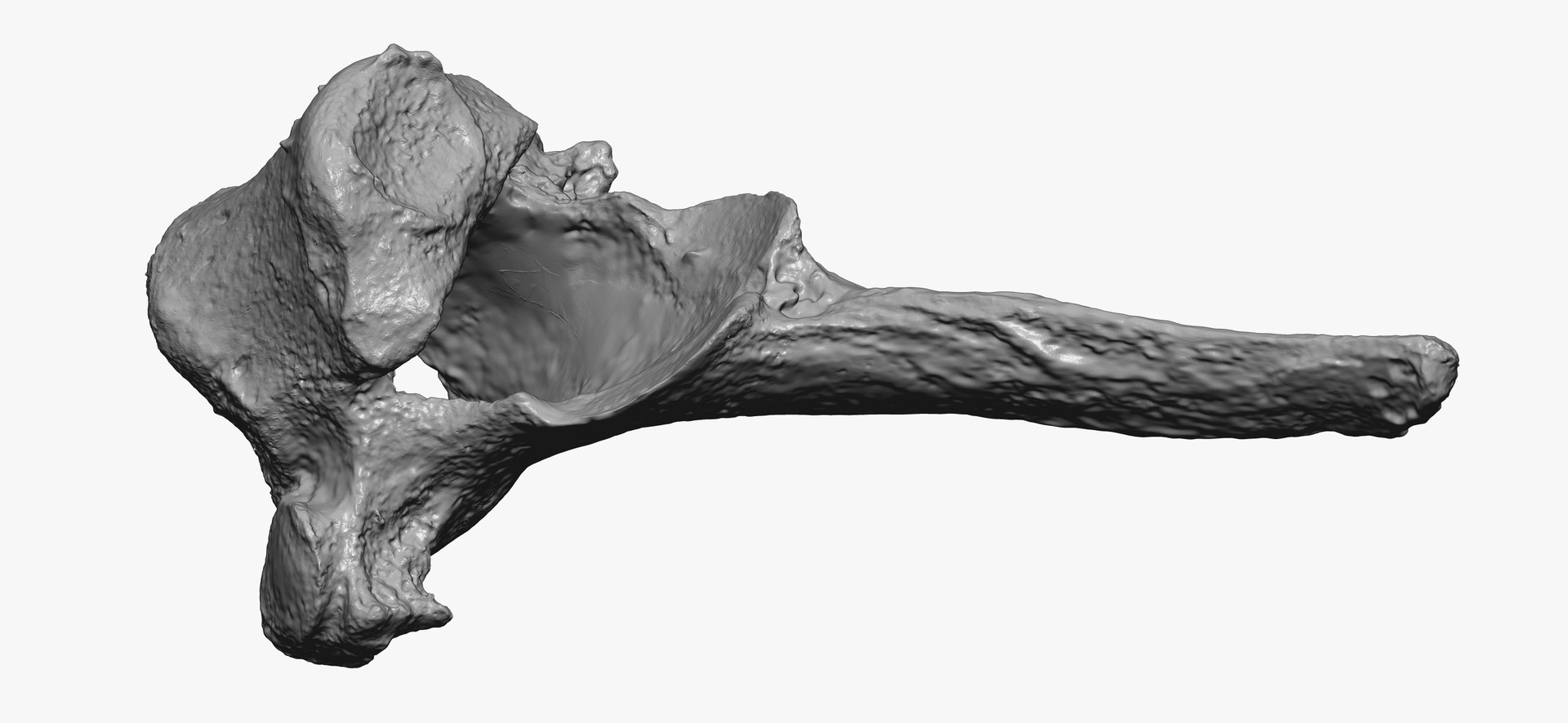 Domestic Cat Thoracic Vertebrae TH7 RAW Scan Model - TurboSquid 2143276