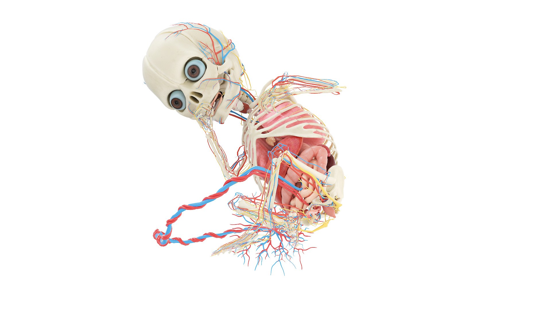 Fetus Anatomy Week 25 Static Model Biology Diagrams