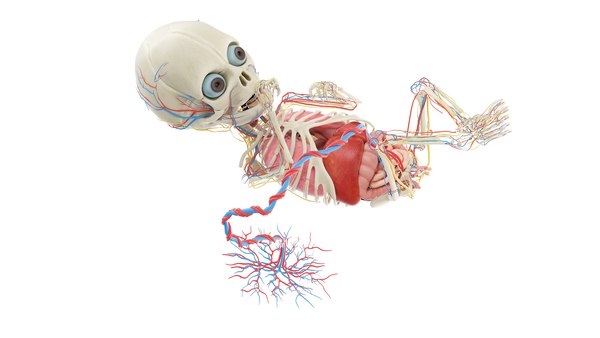 Fetus Anatomy Week 25 Static model Biology Diagrams