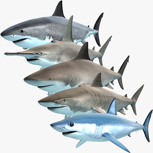 Shark Pack