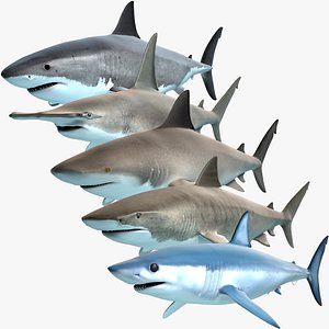 Shark Pack