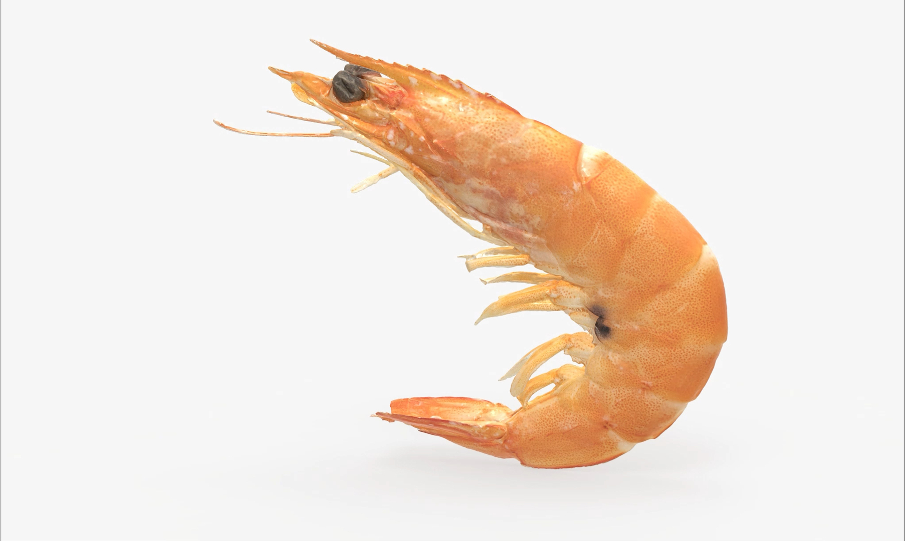 3D Boiled Shrimp Model - TurboSquid 2168697