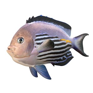 3D model Male Blackedged Angelfish Genicanthus