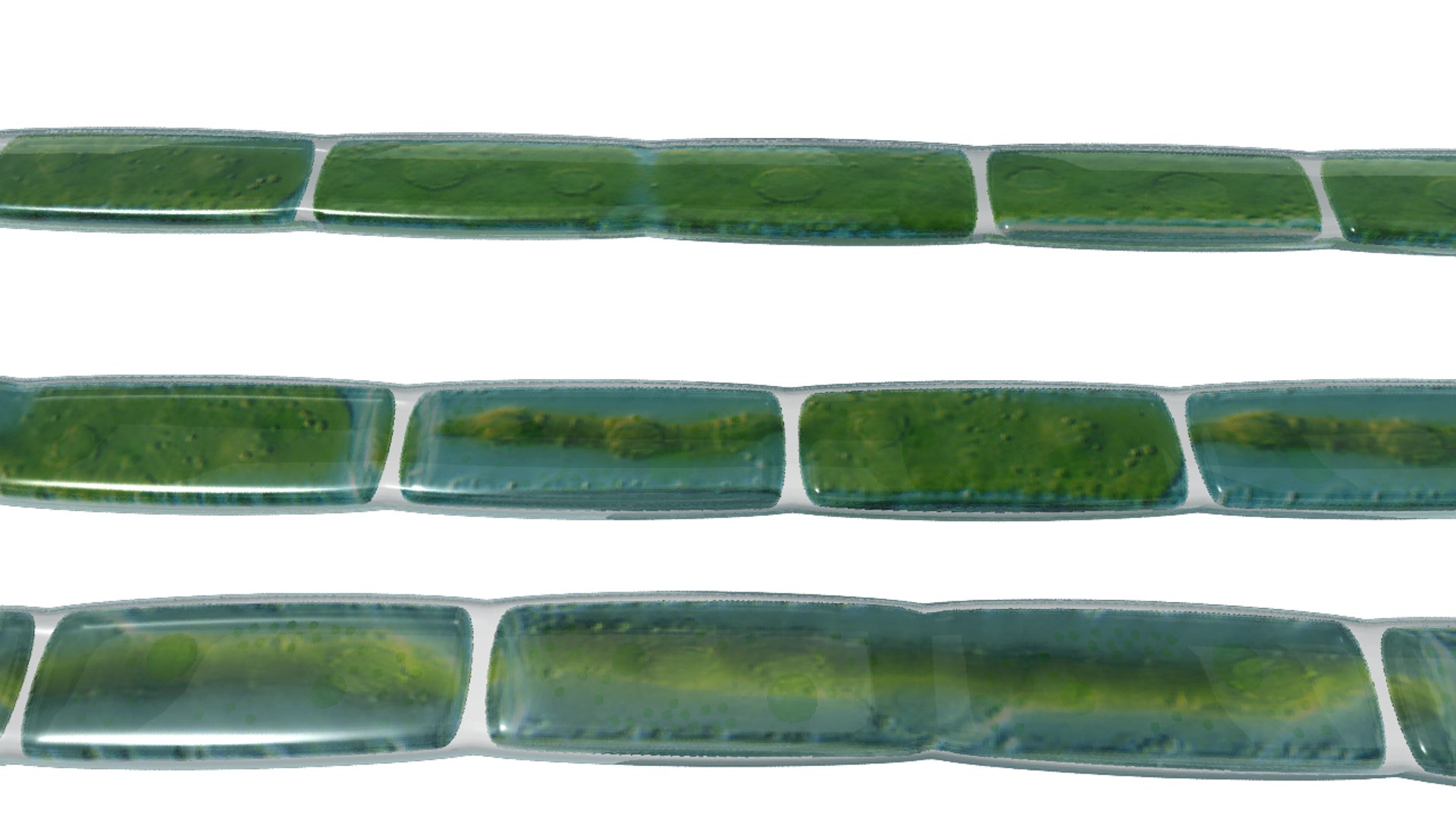 green chloroplast 3d model https://p.turbosquid.com/ts-thumb/ys/iGYhI9/8mS5FRb3/platelikechloroplast_02/png/1396939135/1920x1080/fit_q87/ef534b97121d59c3150b37776a3a4cd72df3ce9a/platelikechloroplast_02.jpg
