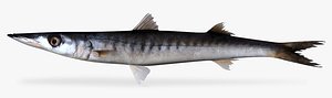 3d cortez barracuda