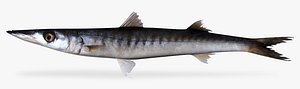 Cortez Barracuda