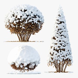 3D Av Winter Plant darf Yaupon Holly Winter