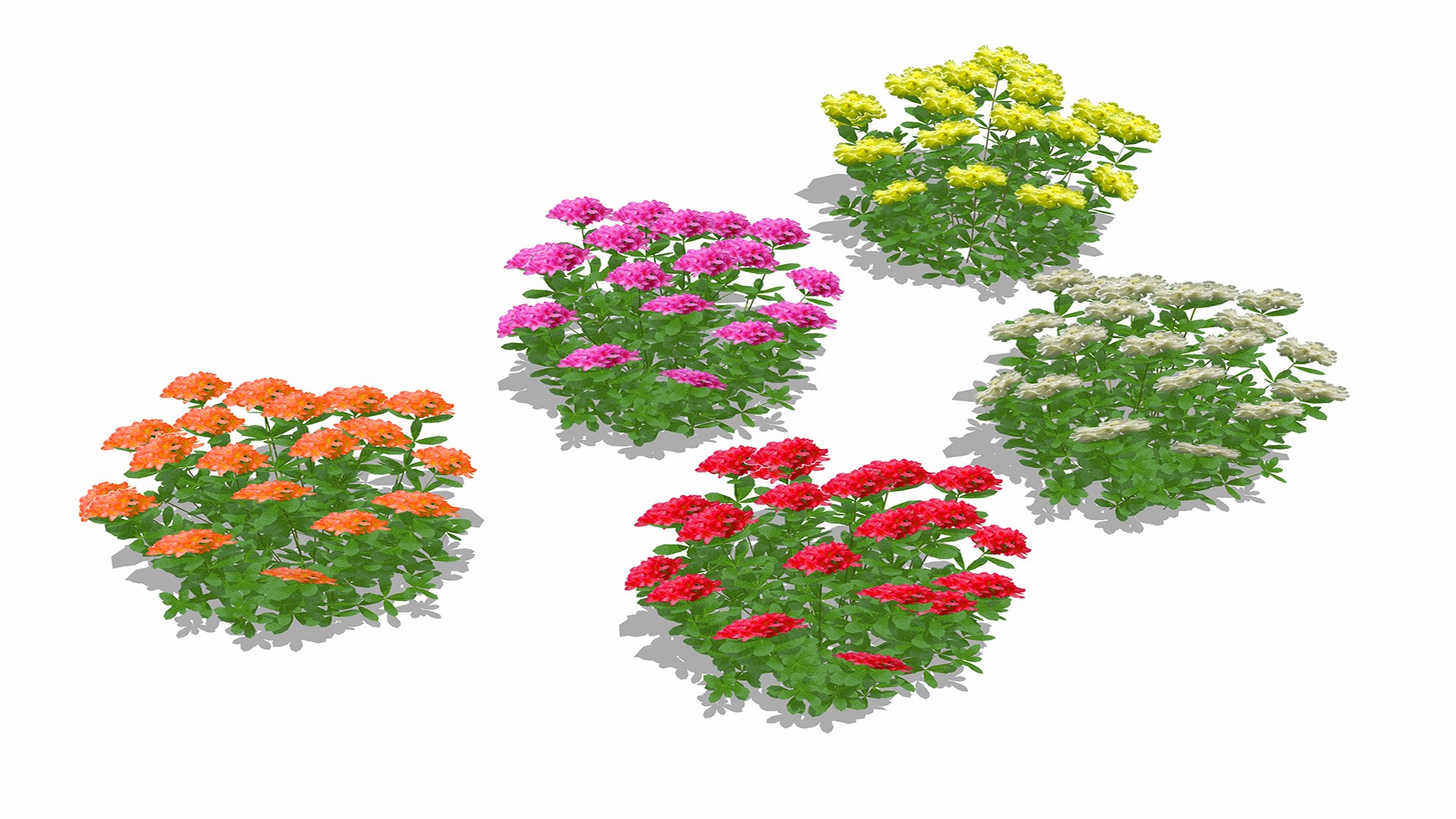 Azalea 3D Model - TurboSquid 2401817