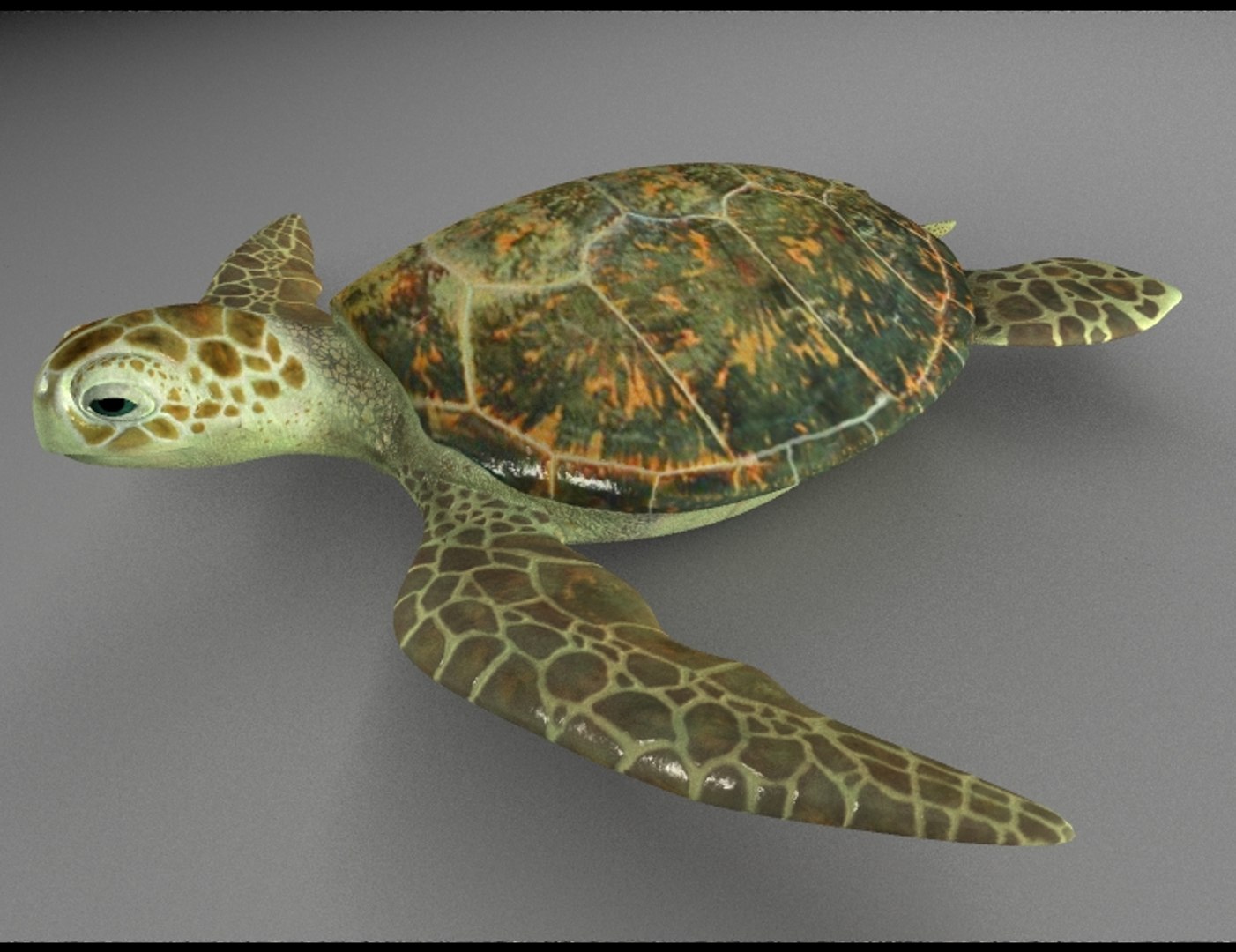 maya green sea turtle