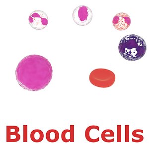 blood cells 3D model