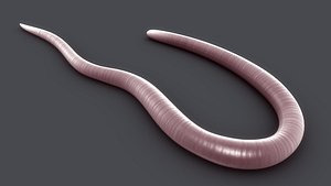 trichinella parasitic roundworms 3d obj