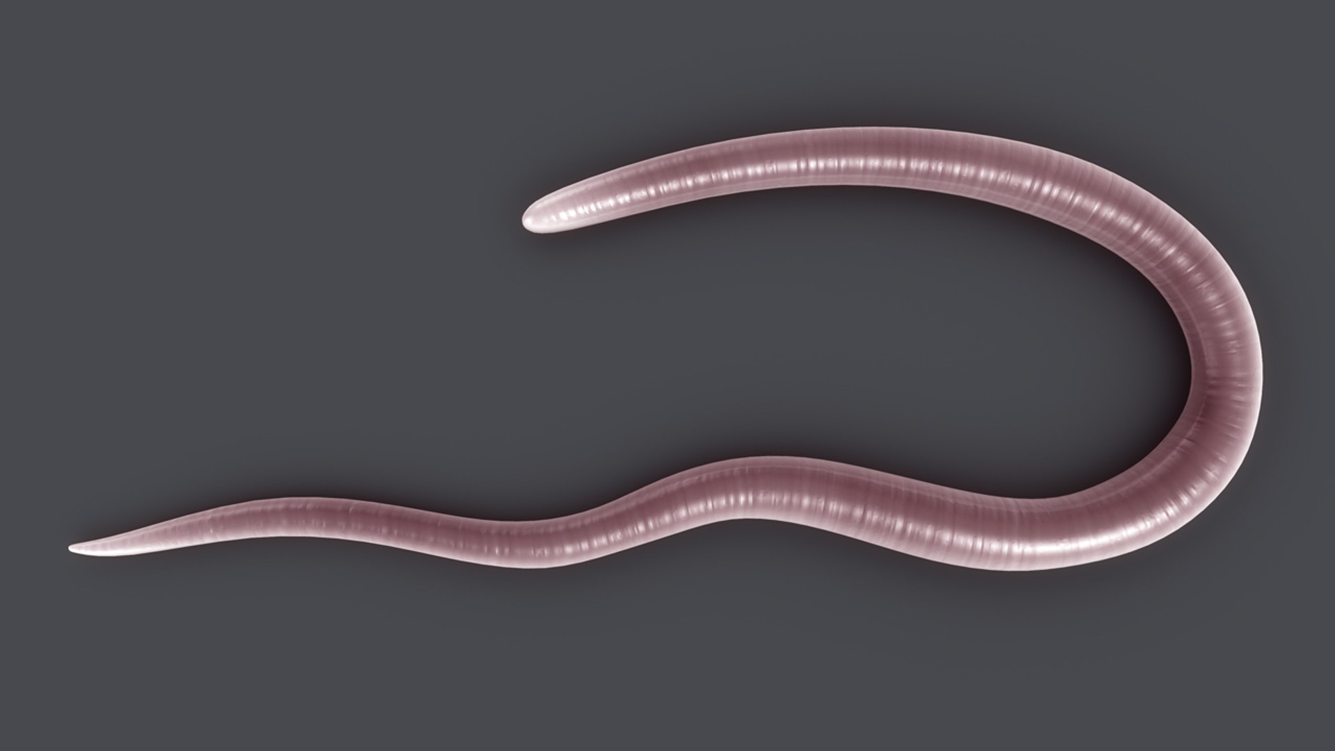 Trichinella Parasitic Roundworms 3d Obj