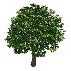 3D forest - cassia tree