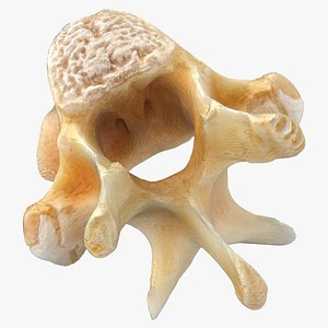 Kangaroo Red Necked Wallaby Thoracic Vertebrae TH12