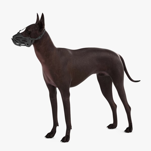 3D Xoloitzcuintli Rare Breed Mexican Dog with Muzzle model