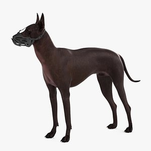 Xoloitzcuintli Rare Breed Mexican Dog with Muzzle