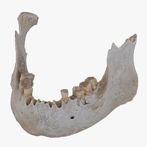 3D model Real Human Female Jawbone Mandible 03 RAW Scan